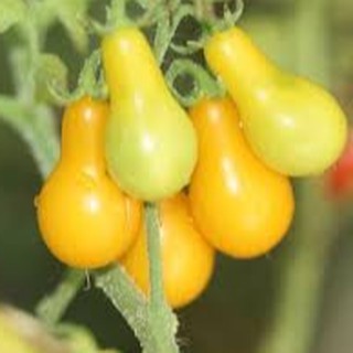 10 HẠT GIỐNG CÀ CHUA QUẢ LÊ VÀNG