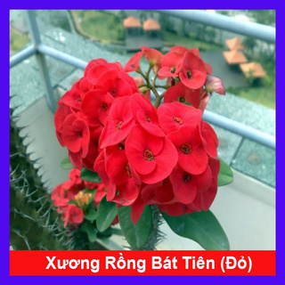 caykiengsadec - Cây Xương Rồng Bát Tiên (Đỏ) - Cây cảnh để bàn