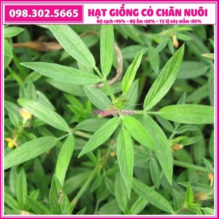 Hạt giống cỏ chăn nuôi STYLO gói 100g