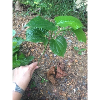 Chậu nhựa lá lốt