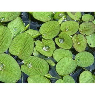 BÈO TAI CHUỘT - THỦY SINH - trang trí hồ cá cảnh - trang trí hòn non bộ