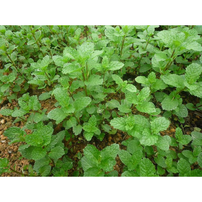 HẠT GIỐNG BẠC HÀ ÂU HÚNG LŨI - GÓI 0.2 GRAM