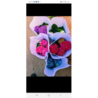 Cẩm tú câu sell cực combo 10 cây