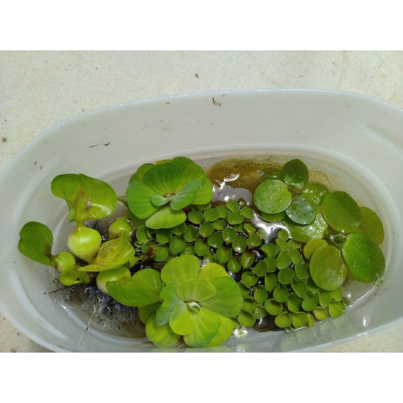 combo 4 loại bèo siêu lọc nước