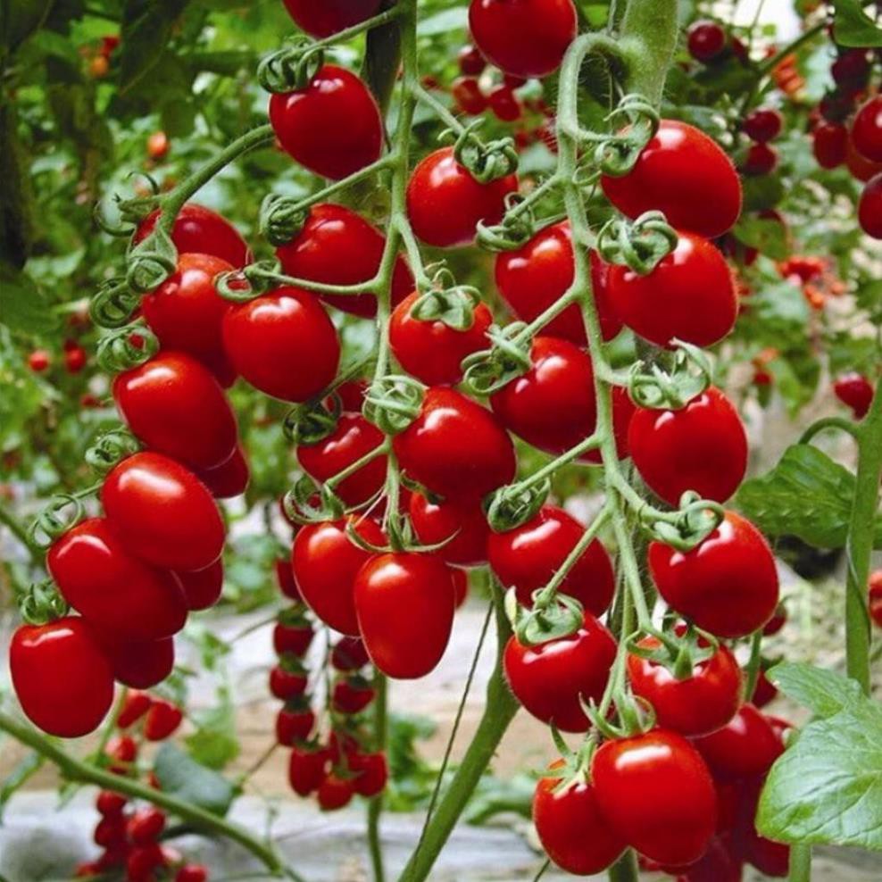 Gói 0.1g cà chua Cherry - cà chua bi F1 UY TÍN, GIÁ RẺ, CHẤT LƯỢNG BÀ CON AN TÂM ƯƠM MẦM