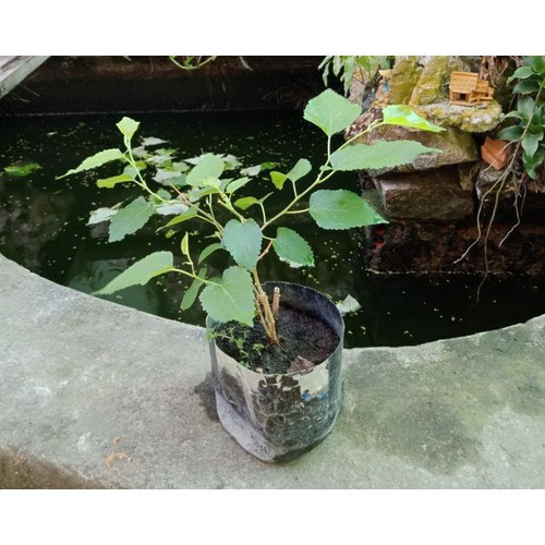 Caykiengsadec - Cây Dâu Tằm - Cây cảnh sân vườn