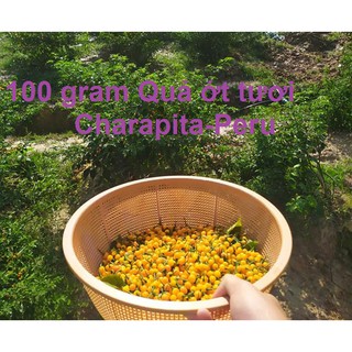 100 gram Quả Ớt Charapita-peru (tặng gói 40H hạt gióng)