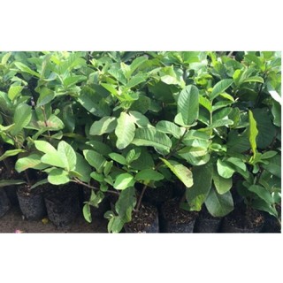 Cây giống Cây Ổi Lê Nữ Hoàng