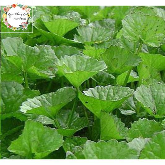 Giống Rau Má - Gói 1 Gram