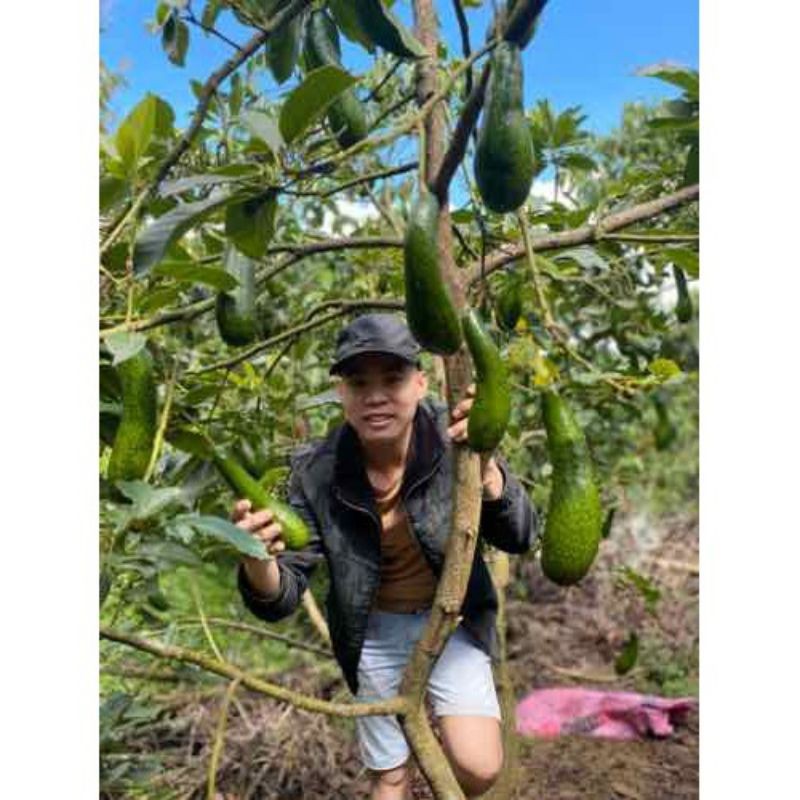 Bơ 034 đà lạt  2-4 trái 1kg bơ già sống 4 ngày chín