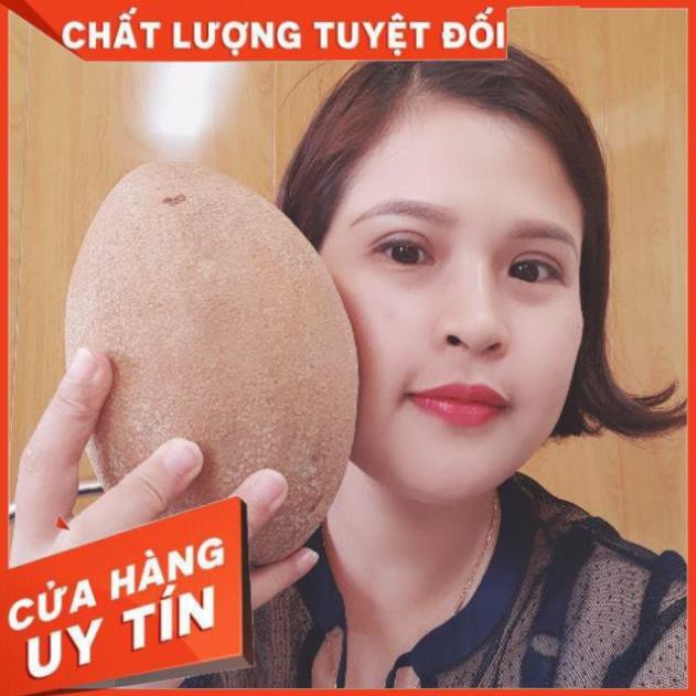 Cây Hồng Xiêm Ruột Đỏ Thái Lan - Hồng Xiêm Khổng Lồ (Sapôchê)