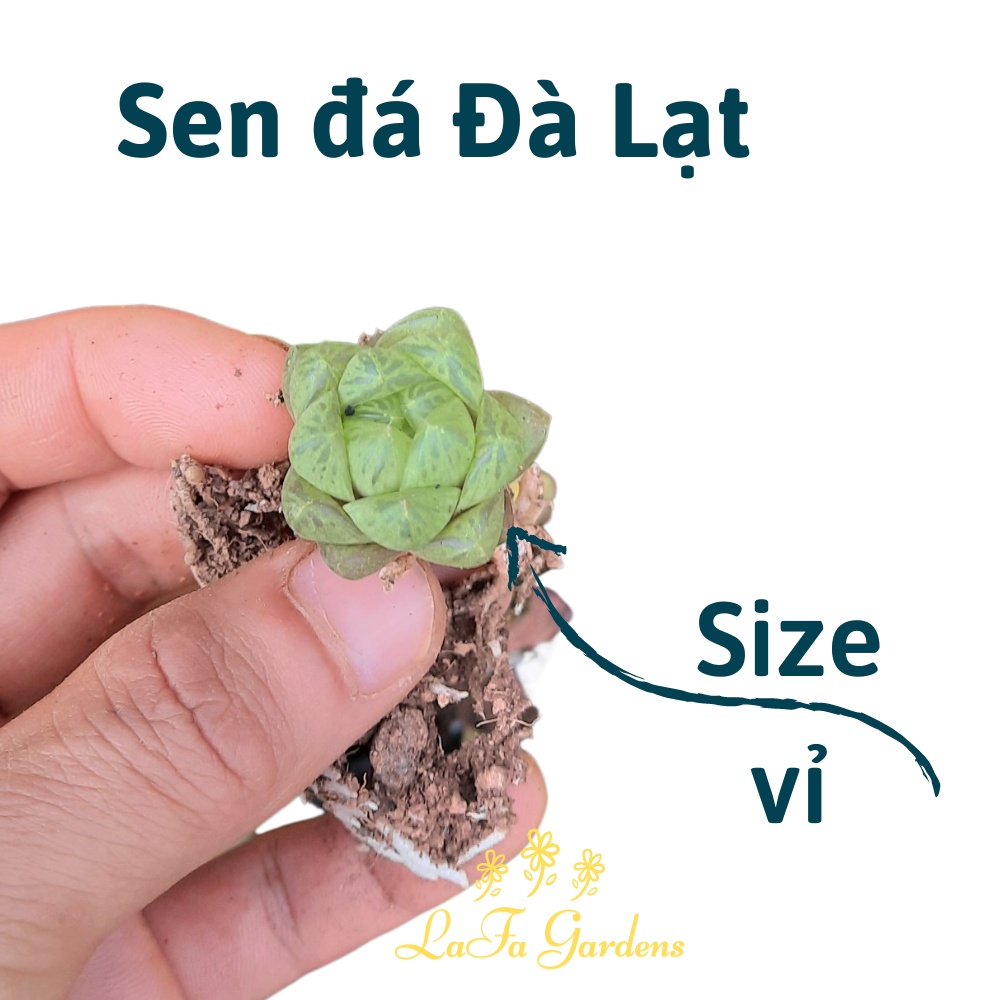 Sen đá ngọc tròn LAFAGARDEN, size mini xinh xắn, màu xanh ngọc, cây ưa bóng mát