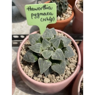 Haworthia Pygmaea 5CM (Hàng nhập)