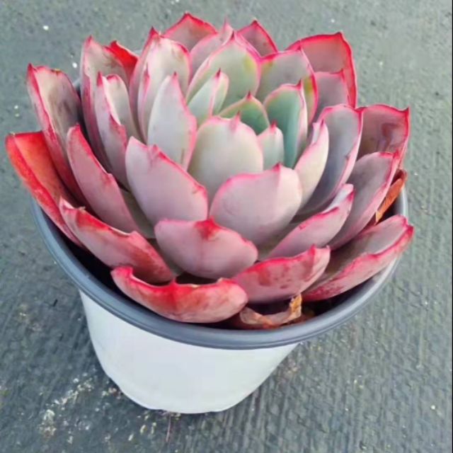 Sen đá đỏ ruby