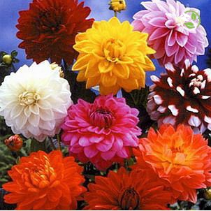 Hạt Giống Hoa Thược Dược Mix PN-05 Phú Nông - Gói 200mg - Dahlia Mix