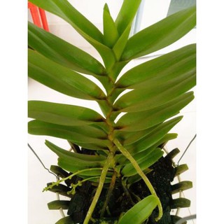 Hoa lan bạch nhạn ( cây to 40cm)+ 700g phân thỏ hữu cơ ki mập khỏe ấm chậu