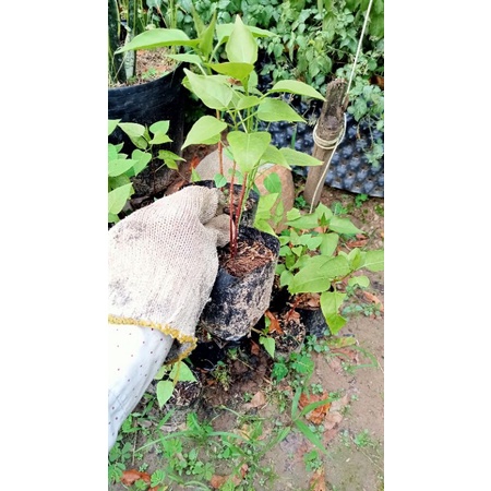 Cây  hoa yên chi .. HẠT GIỐNG HOA YÊN CHI