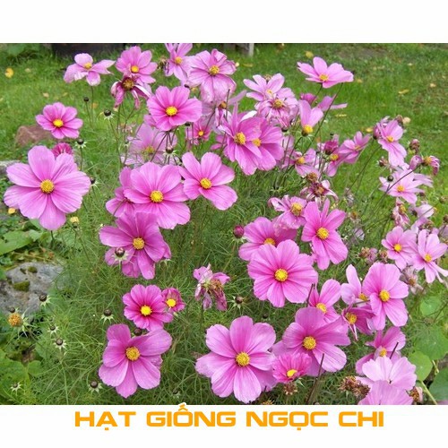 [Deal sốc 1K] Hạt Giống Hoa Cúc Sao Nhái (Sao Nháy, Hoa Cánh Bướm) Cực Dễ Trồng - 50H [Freeship Xtra 0đ]