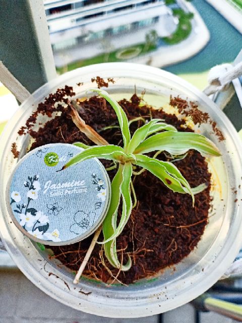 🌕[BEO SHOP] - [Nước hoa khô Kidi]-Tôi có bạn với cỏ cây. Tặng nước hoa mini hoặc trà hoa mix | Thế Giới Skin Care