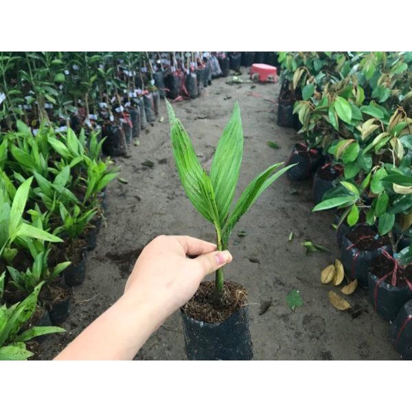 CÂY GIỐNG CAU TỨ QUÝ LÙN -  GIỐNG CHUẨN