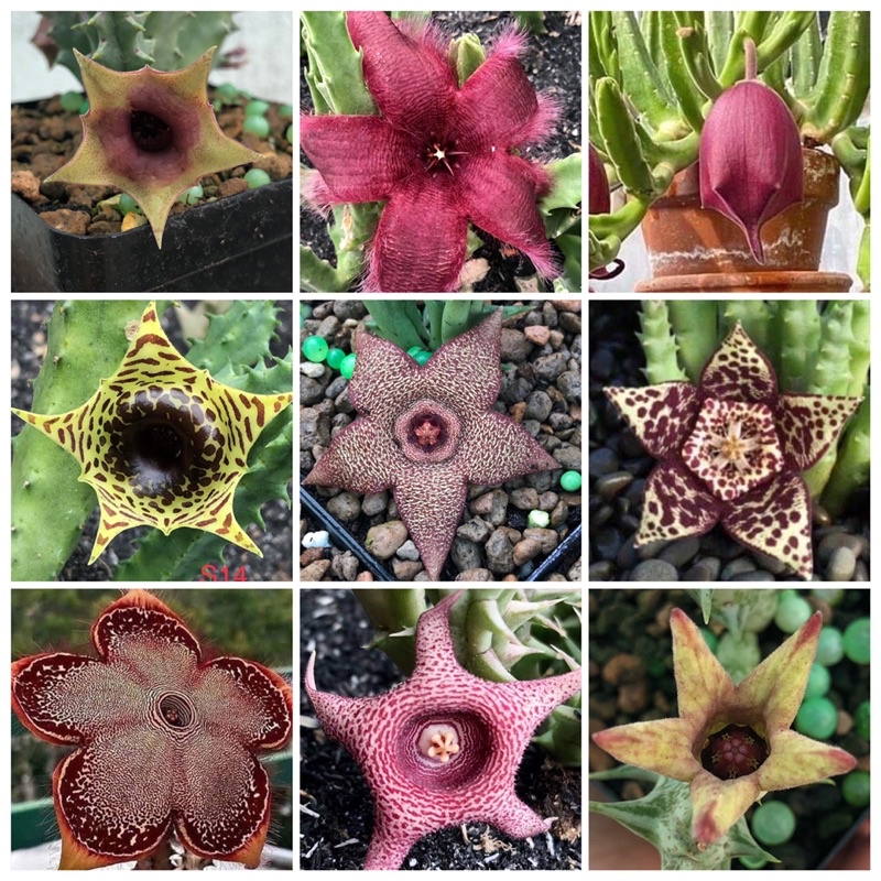 Combo 15 loại sao biển ngẫu nhiên