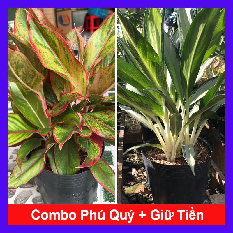 Combo phong thủy tiết kiệm ( phú quý + giữ tiền) tặng phân bón cho cây