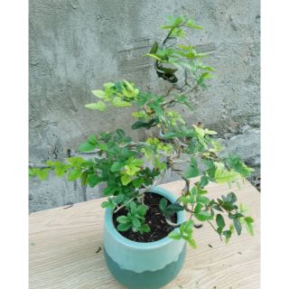 Kim quýt bonsai TẶNG CHẬU