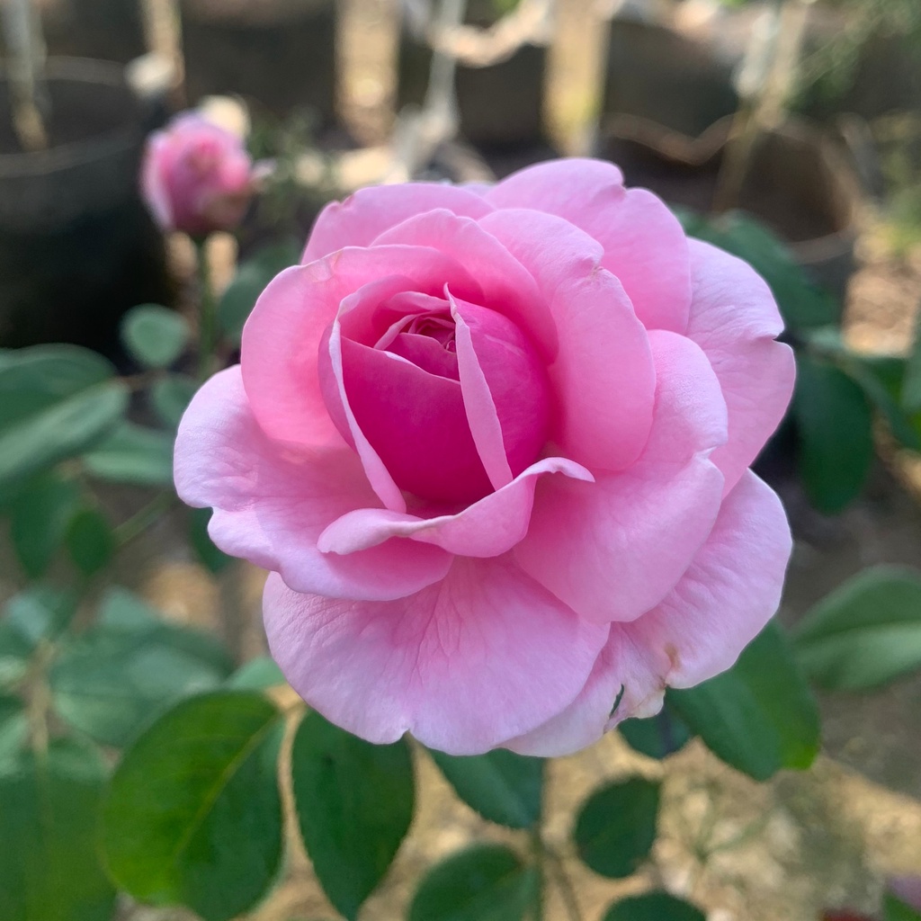 Hoa hồng Leo Bishop’s Castle rose  – Loài hoa được ưa chuộng nhất thị trường-Vườn Hoa Melinhrose