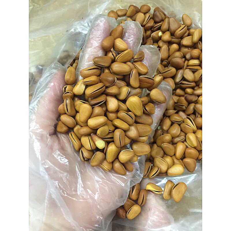 Hạt thông Mỹ sấy chín