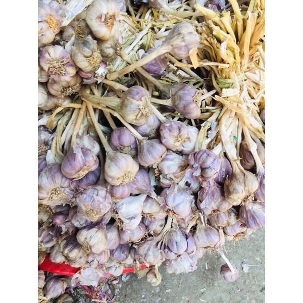 Tỏi ta còn cuống 1kg siêu thơm, tỏi tía
