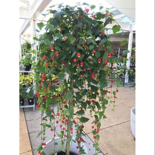 Cây giống hoa lồng đèn hội an