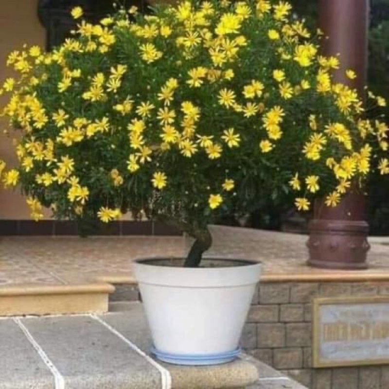 Hạt hoa cúc thân gỗ