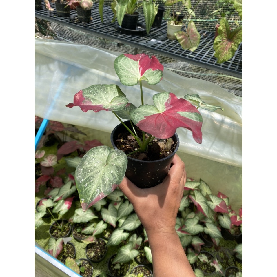 Chậu Môn Kiểng Caladium Chaichol