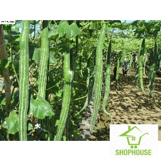 shophouse 5 Hạt giống mướp rắn F1  SHOP HOUSE  TẾT KHUYẾN MẠI