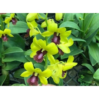 Hoa Lan Denro vàng lưỡi tím thơm nhẹ