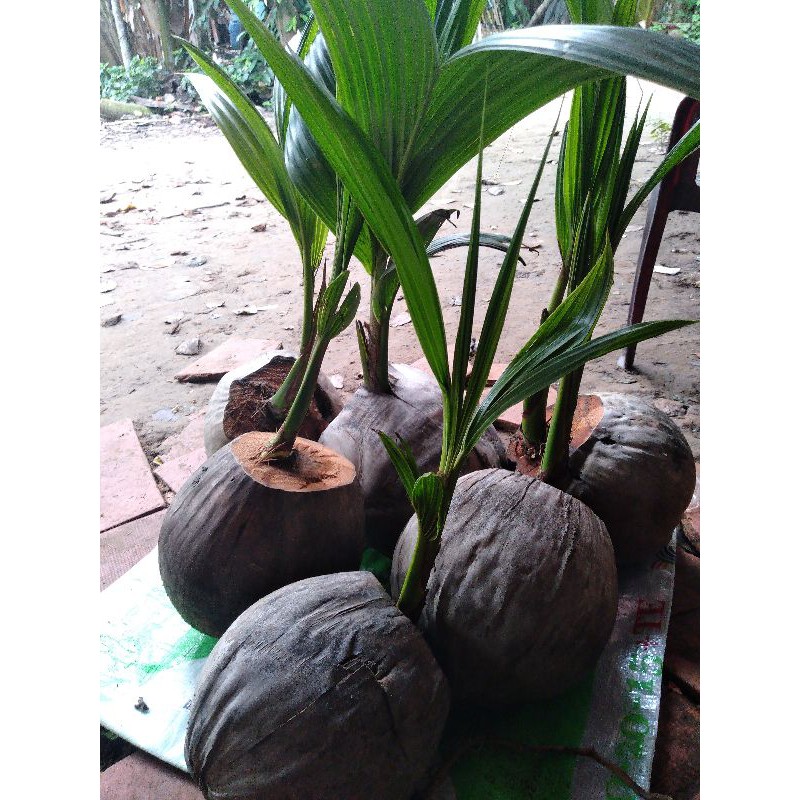 DỪA SÁP CÂY GIỐNG ĐẶC SẢN CẦU KÈTV | BigBuy360 - bigbuy360.vn