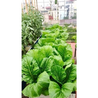 Hạt giống cải xanh khổng lồ 10 Gram