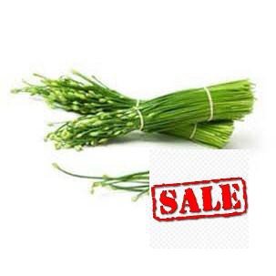 5 gram hạt giống hẹ bông SALE