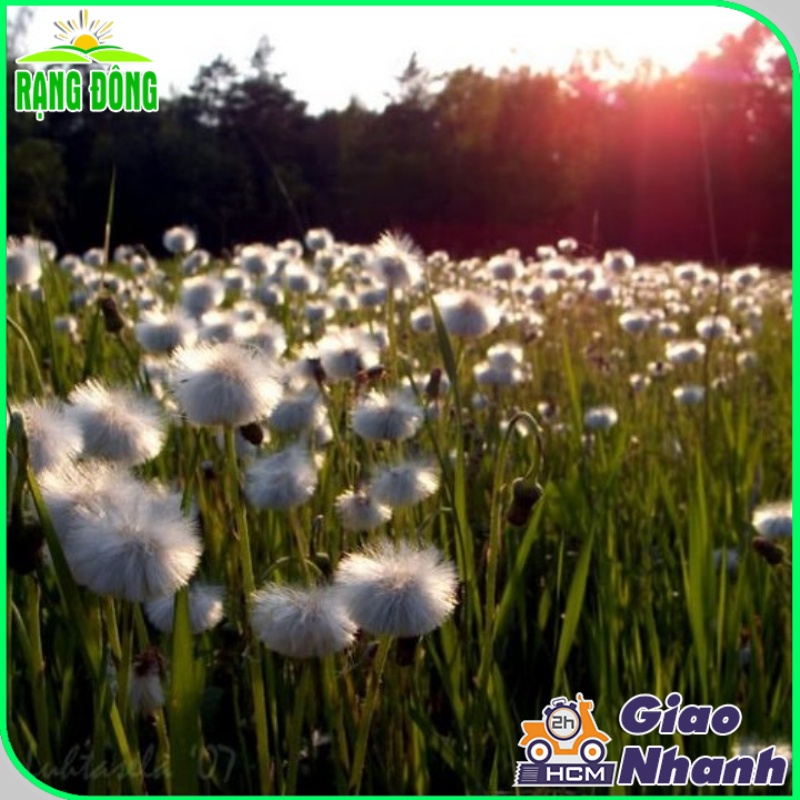 Hạt giống Hoa Bồ Công Anh ưa nắng, giàu dinh dưỡng, trồng quanh năm - Hạt giống Rạng Đông