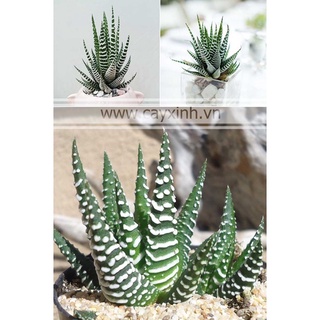sen đá móng rồng, size bầu, xuất sứ Đà Lạt