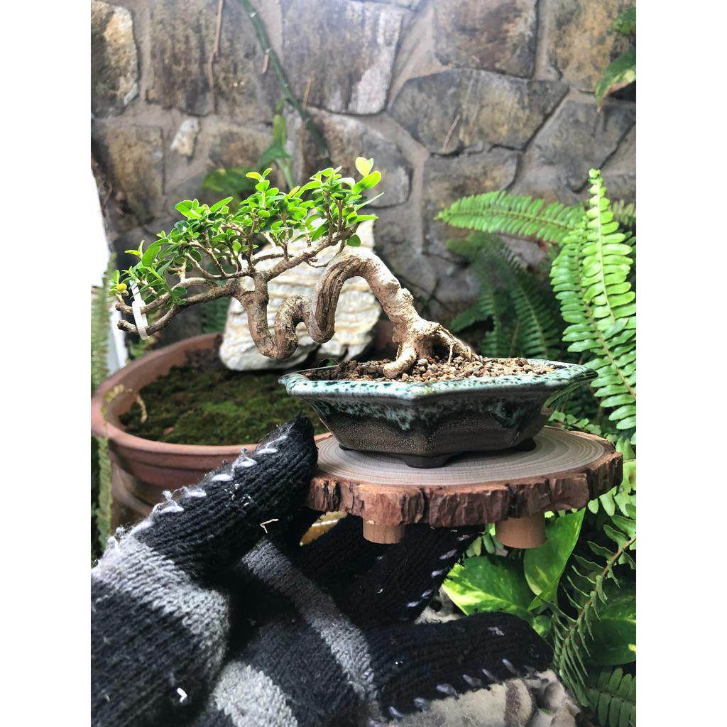 Đôn gỗ mini handmade cho bonsai tượng, để trưng bày đá quý, để ly trà cafe giúp không gian của bạn thêm xinh tươi