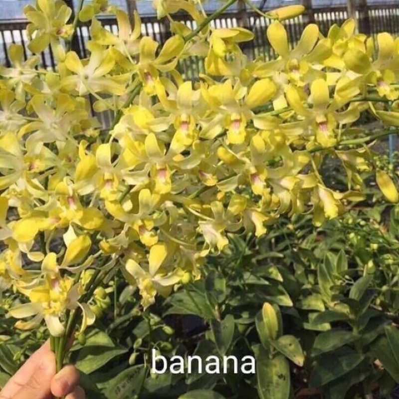 Đenro Banana/ chuối thơm