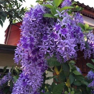 Cây hoa mai xanh thái