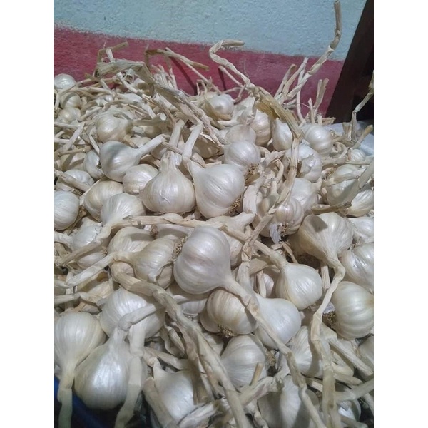 Tỏi Lý Sơn bóc sẵn ❤️ ĐẶC SẢN ❤️ 500 gr giòn ngon tốt cho sức khoẻ