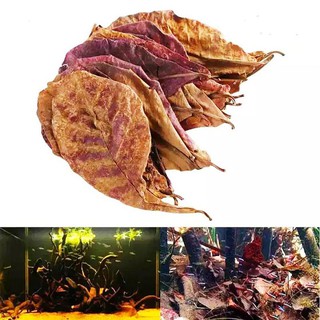 500g lá bàng khô tự nhiên dưỡng cá betta + cá cảnh