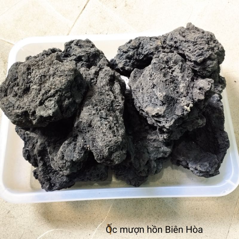 Đá đen Gia Lai trang trí hồ ốc cảnh.OMH Biên Hòa.