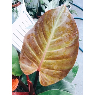 Philodendron Mccolley’s Final