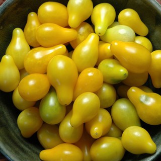 10 HẠT GIỐNG CÀ CHUA QUẢ LÊ VÀNG