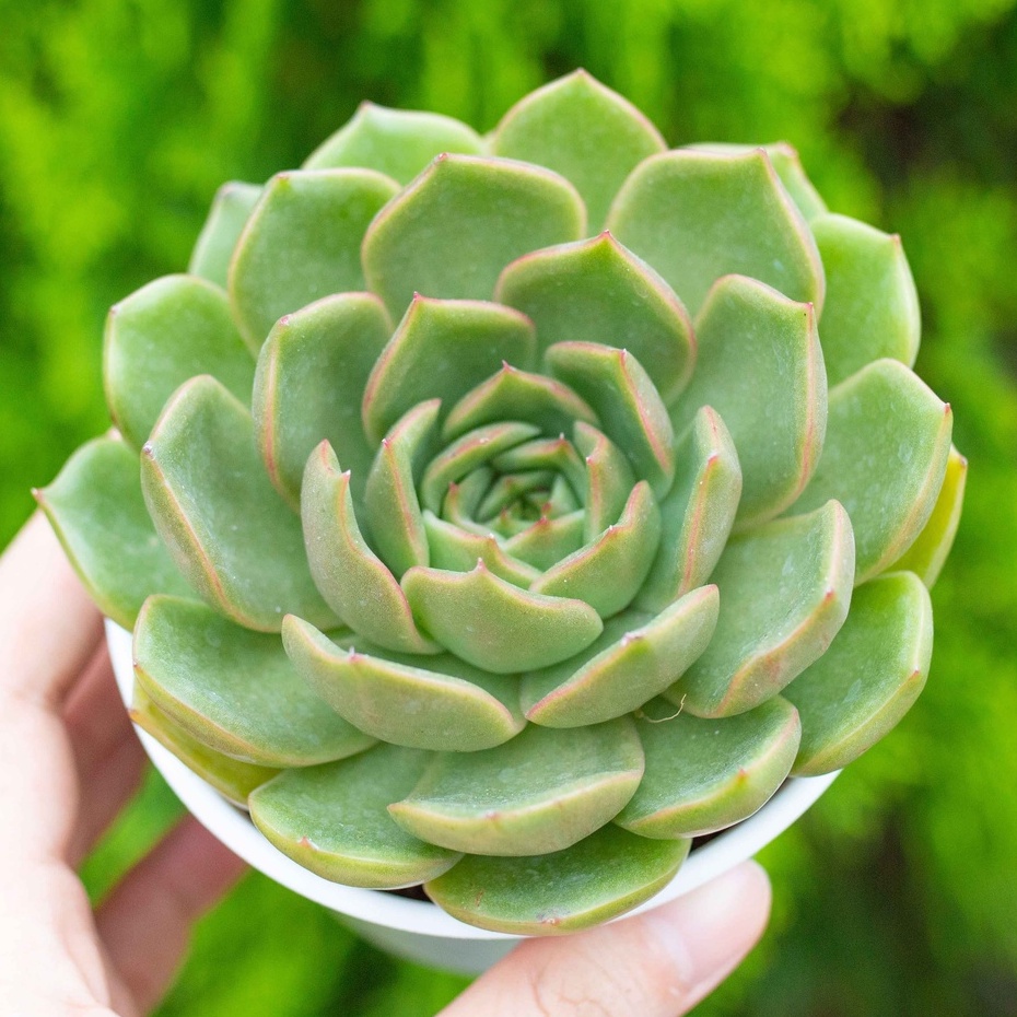 Sen đá kim lam 9-11cm - Vườn sen đá