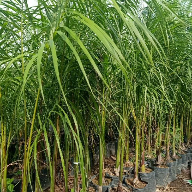 Cây 🌲 Cau vua....1m6